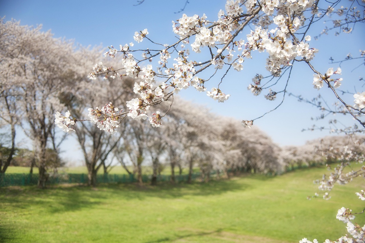 Top 10 Trees That Thrive in Containers